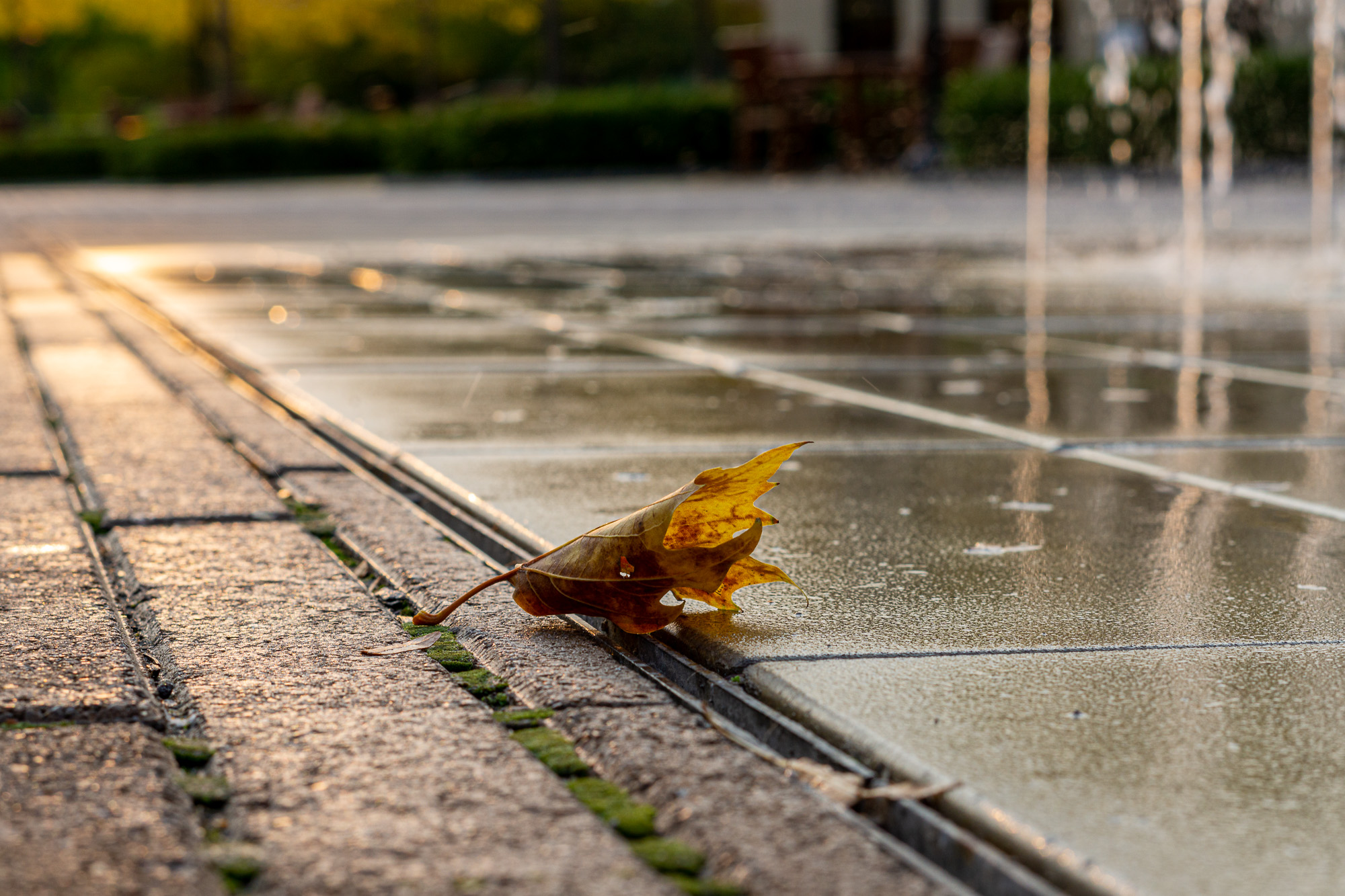 leaf with sunrise in background